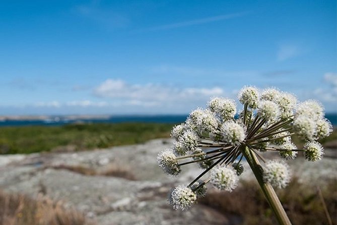 Guided boat tour to Vinga in Gothenburg - Gothenburg to Vinga: The Big-Sightseeing Value in 4.5 Hours