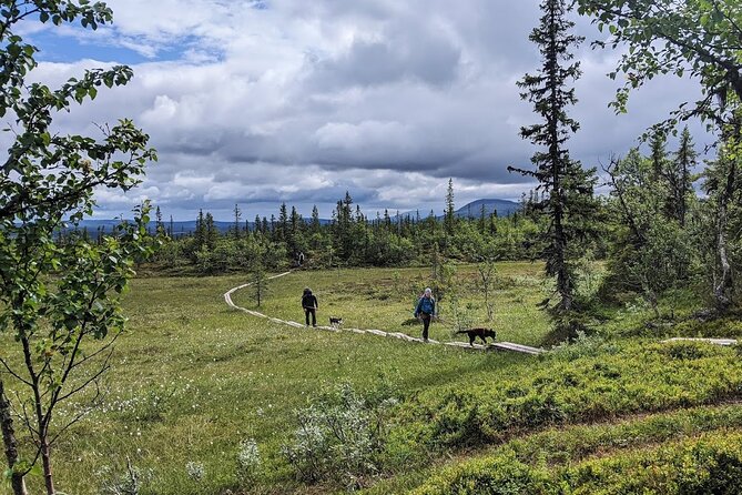 Half Day Guided Walk with Huskies - Why Ottsjö and Ridvadet feel like real northern Sweden