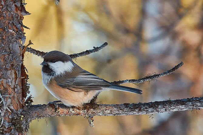 Half day Wildlife and Nature Photography - Price and Value: What $223.70 Buys in Real Terms