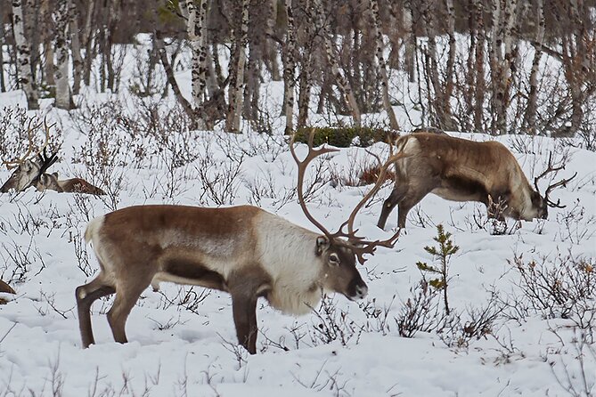 Half day Wildlife and Nature Photography - Moose, Reindeer, and Birds: Realistic Chances Without Guarantees