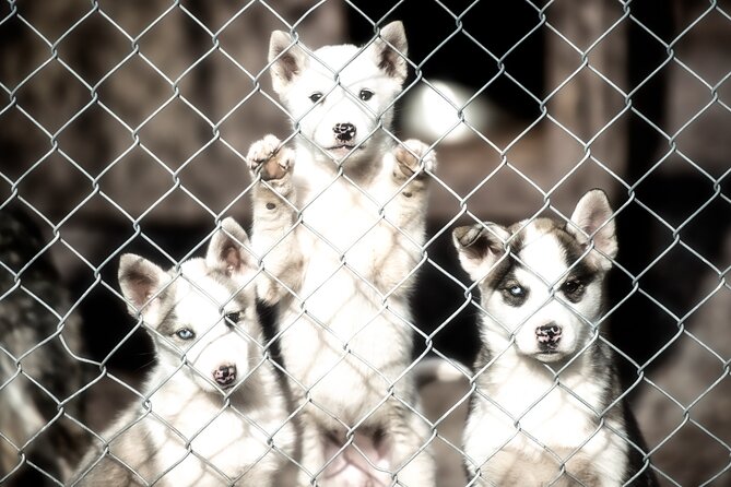 Husky cuddle at Fjälläventyr Dog Park - admission ticket - A timed, guided husky cuddle, not a free-for-all