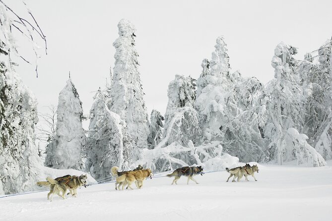 Husky Sledding Tour - What you’ll be doing from start to finish