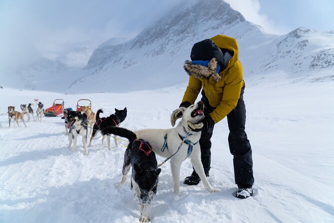 Husky Sledding Tour - Key highlights you should know