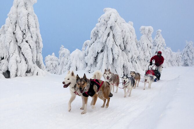 Husky Sledding Tour - Harnessing your own husky team (and why that’s the best part)