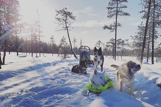 Husky Sledding Tour - The sled ride: a fast adventure with a built-in respect factor