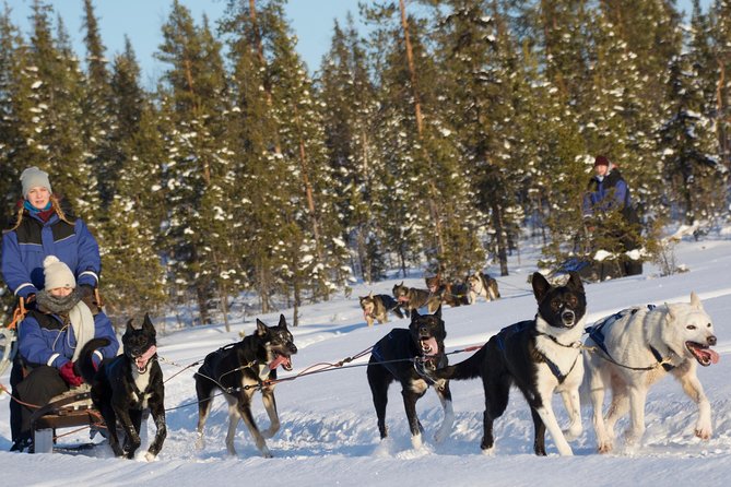 Husky Tour Sit and Drive Combo Tour from Kiruna - Driving Your Own Huskies Near Kiruna, Without the Full-Day Commitment