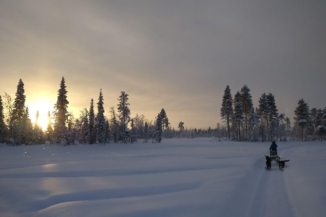 Husky Tour Sit and Drive Combo Tour from Kiruna - The Sit and Drive Combo: Teamwork Makes It Safer and More Fun