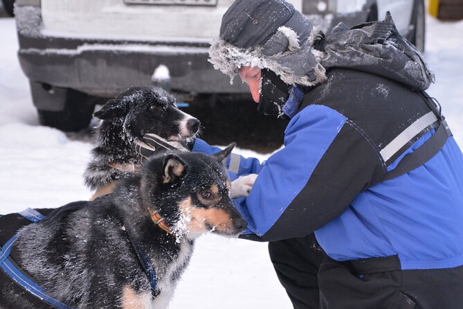Husky Tour Sit and Drive Combo Tour from Kiruna - Price and Value: What Makes $271.84 Feel Fair