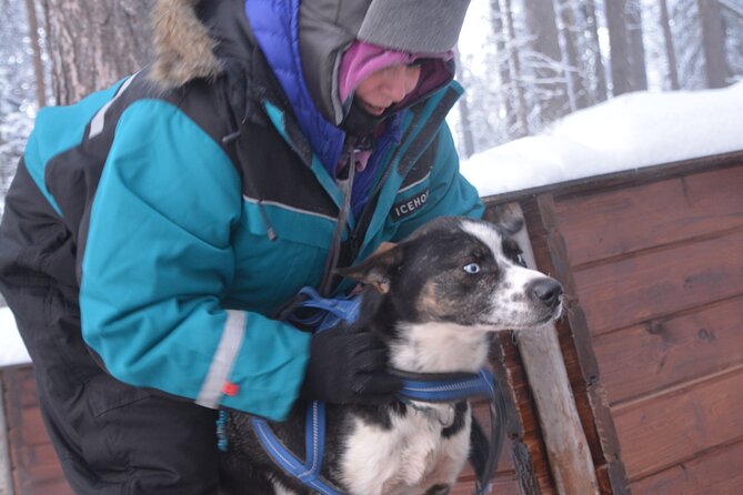 Husky Tour Sit and Drive Combo Tour from Kiruna - The 18 km Run: How Long You Are Riding and What Drives the Pace