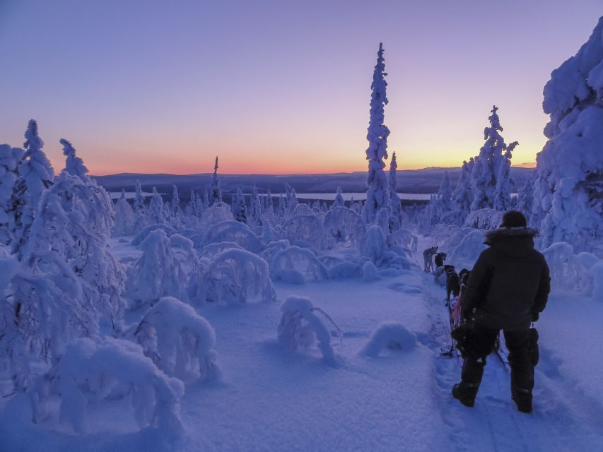 Kiruna: Guided Afternoon Drive Your Own Dog Sled Tour - Afternoon Sledding in Kiruna: What You Actually Do