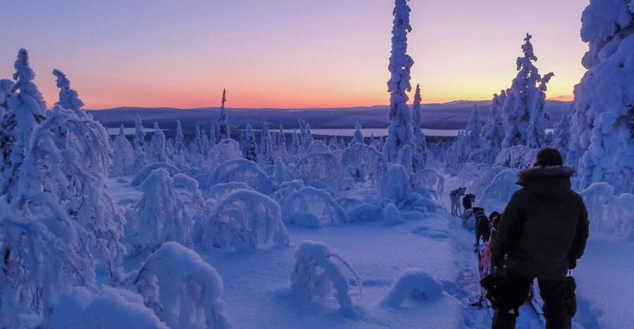 Kiruna: Guided Afternoon Drive Your Own Dog Sled Tour - Meeting Huskies at Kalixforsbron, Then Getting Properly Warm