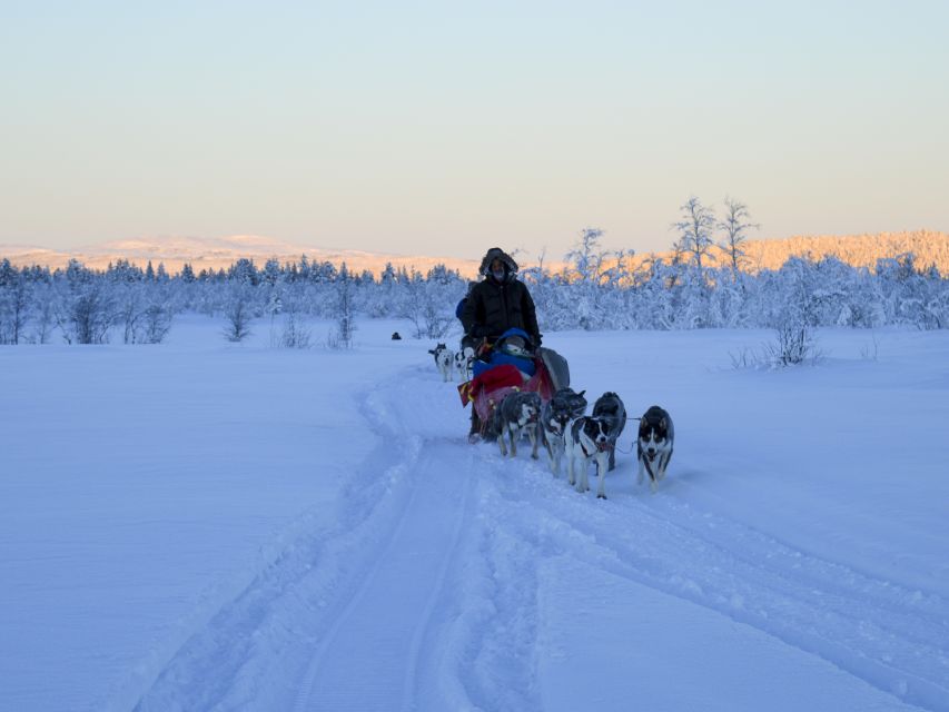Kiruna: Guided Afternoon Drive Your Own Dog Sled Tour - Taking the Reins on Shared Sleds: Your Steering Time Matters