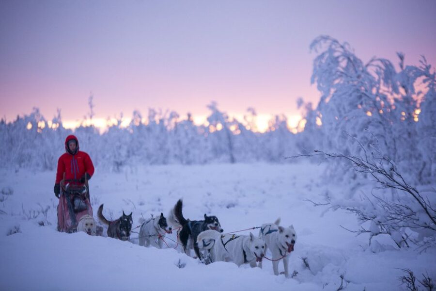 Kiruna: Guided Afternoon Drive Your Own Dog Sled Tour - Who Should Book This Tour, and Who Might Want to Skip