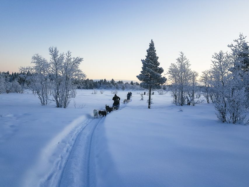 Kiruna: Guided Afternoon Drive Your Own Dog Sled Tour - Safety Briefing and Harnessing Skills That Make You Feel Confident