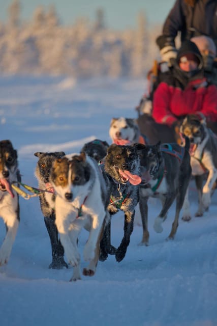 Kiruna: Morning Husky Sled Ride with Coffee Break - Kiruna Husky Sled: what 2.5 hours really feels like
