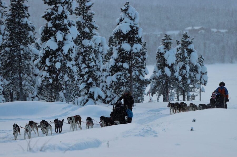 Kiruna: Morning Husky Sled Ride with Coffee Break - Meeting the huskies: excitement, rules, and real dog time