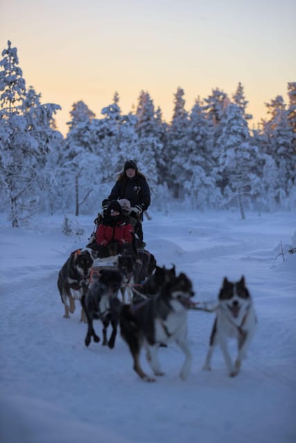 Kiruna: Morning Husky Sled Ride with Coffee Break - The sled run: frozen lakes, snow-covered forest, and a chance at wildlife