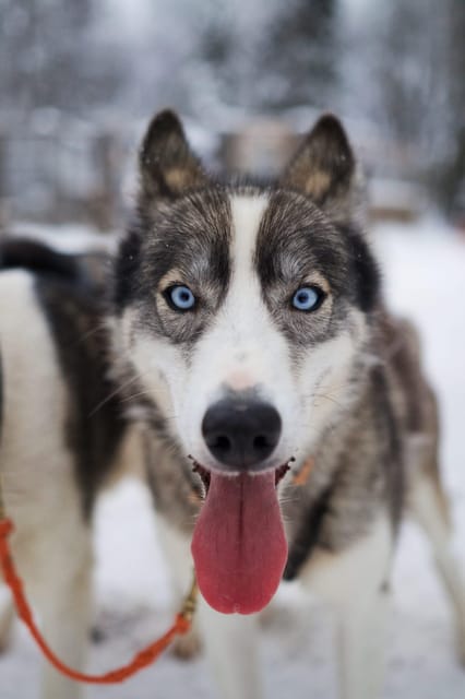 Kiruna: Morning Husky Sled Ride with Coffee Break - Pickup Radius and staying warm with included boots