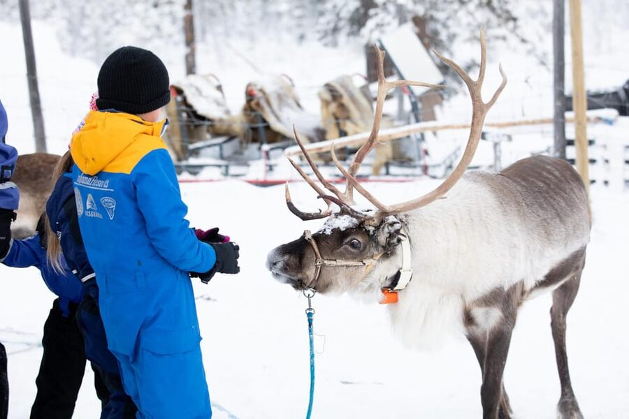 KIRUNA: Sami Reindeer Experience - Should you book Giron Reindeer in Rávttas?
