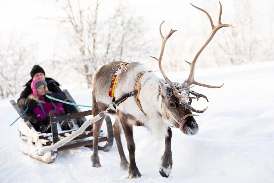 KIRUNA: Sami Reindeer Experience - Lasso training and Sami-style activities: try, then understand