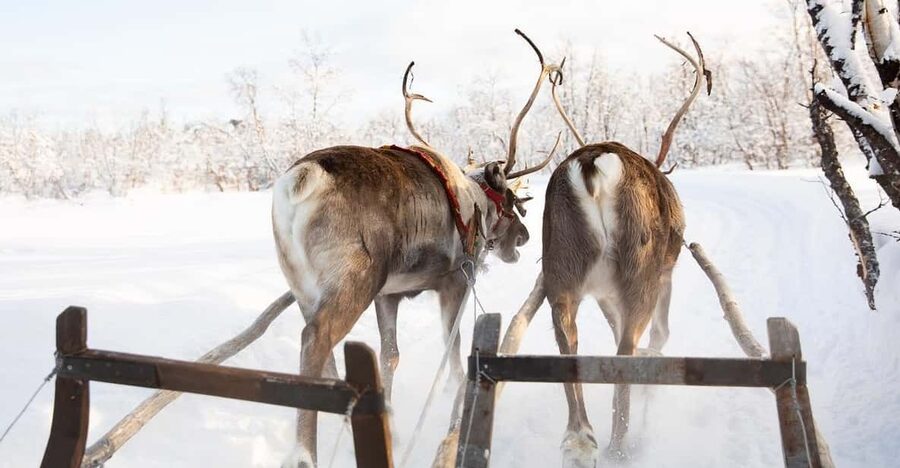 KIRUNA: Sami Reindeer Experience - The reindeer sled ride where you steer: the best adrenaline level