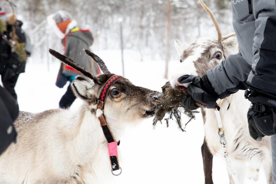 KIRUNA: Sami Reindeer Experience - Winter-ready tips: what to wear and how to stay comfortable