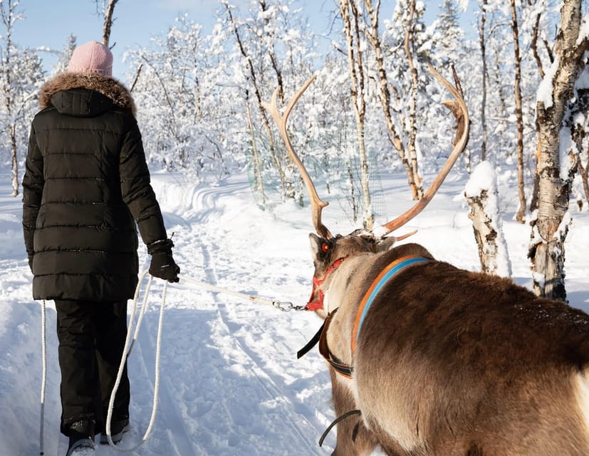 KIRUNA: Sami Reindeer Experience - Who should book this Sami reindeer experience in Kiruna