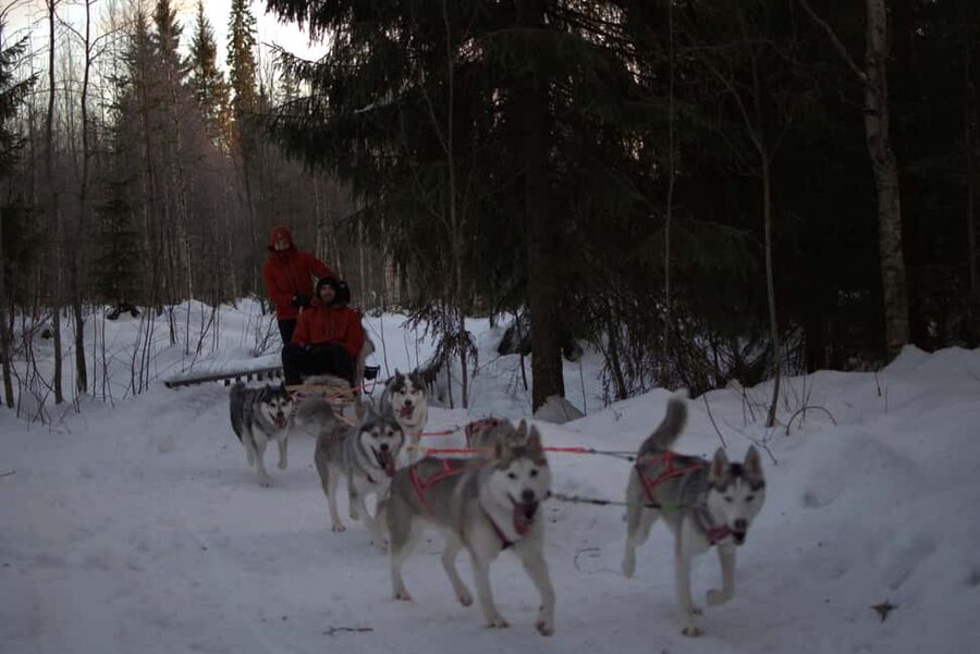 Luleå: Guided Dog Sledding Tour - Why this Luleå dog sled tour in Ale feels special
