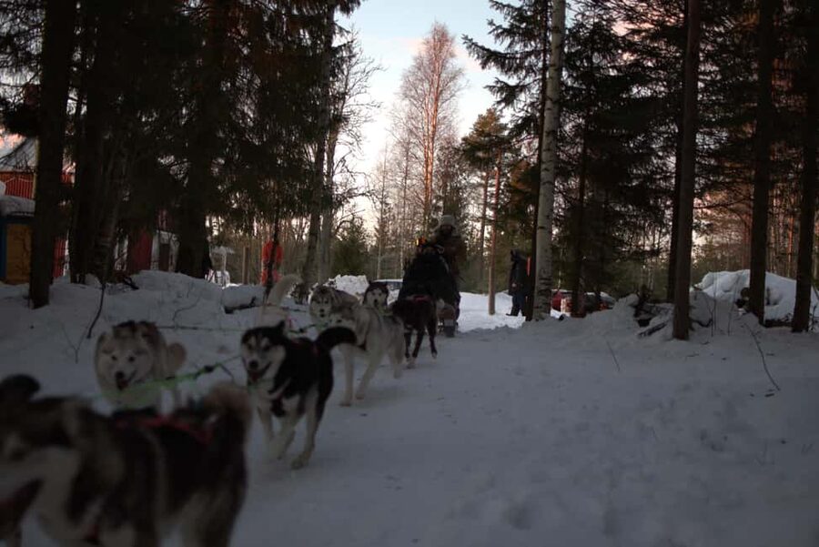 Luleå: Guided Dog Sledding Tour - The mid-ride stop: resting the team and getting your best photos