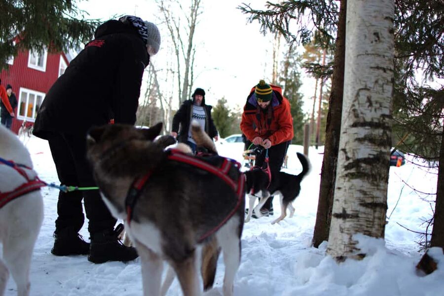 Luleå: Guided Dog Sledding Tour - The sled ride: how the dogs run and what you should notice