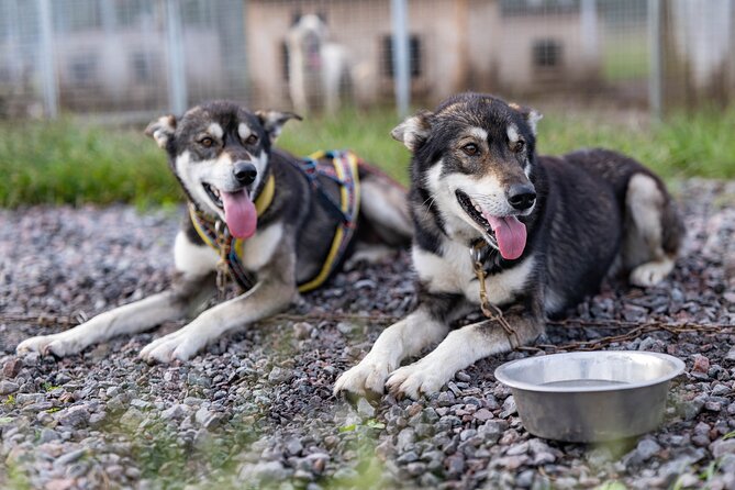 Meet 70 Huskies and Enjoy a short ATV Tour with the Huskies - Kiruna Husky Meets ATV: Why This 3-Hour Experience Feels Personal