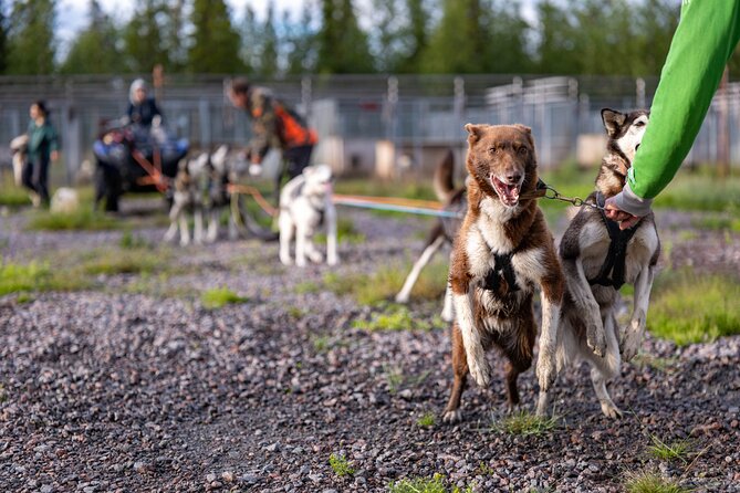 Meet 70 Huskies and Enjoy a short ATV Tour with the Huskies - Price and Value in Kiruna: What You’re Paying For