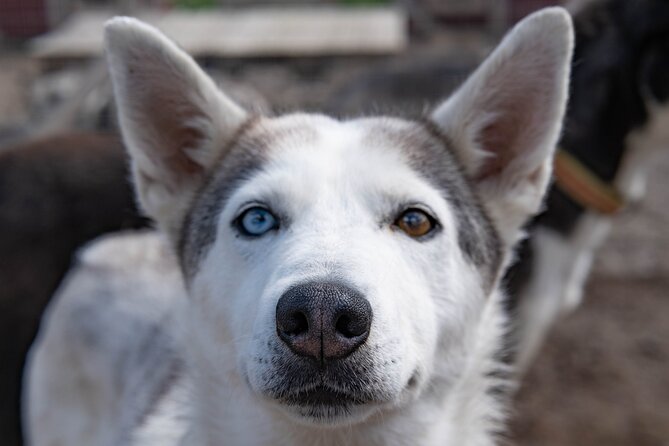 Meet 70 Huskies and Enjoy a short ATV Tour with the Huskies - Practical Packing: How to Dress for Mud, Cold, and Dog Hugs