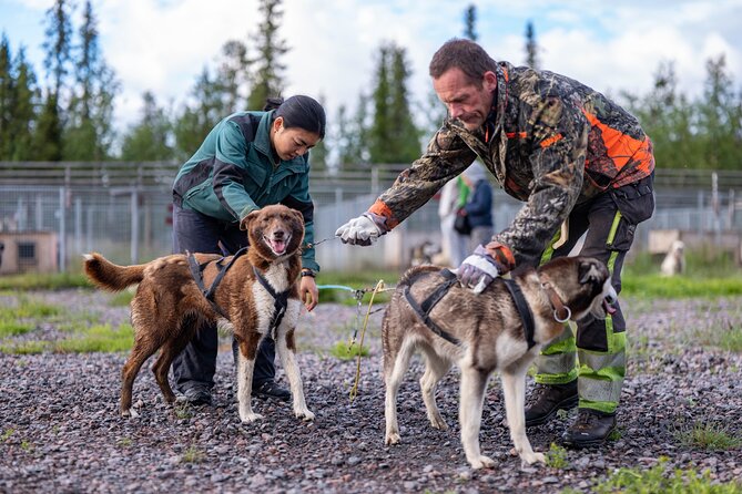 Meet 70 Huskies and Enjoy a short ATV Tour with the Huskies - Meeting 70 Alaskan Huskies: Real Kennel Time You Can Touch
