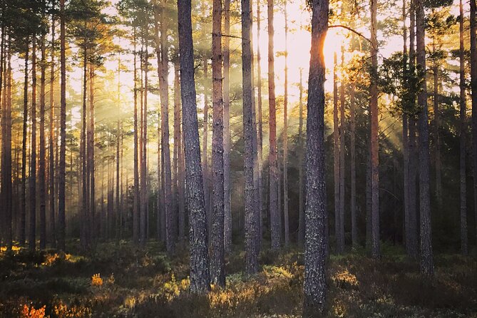 Midnight Sun and Campfire - National Park evening hike Stockholm - Group size, guide style, and the personal feel