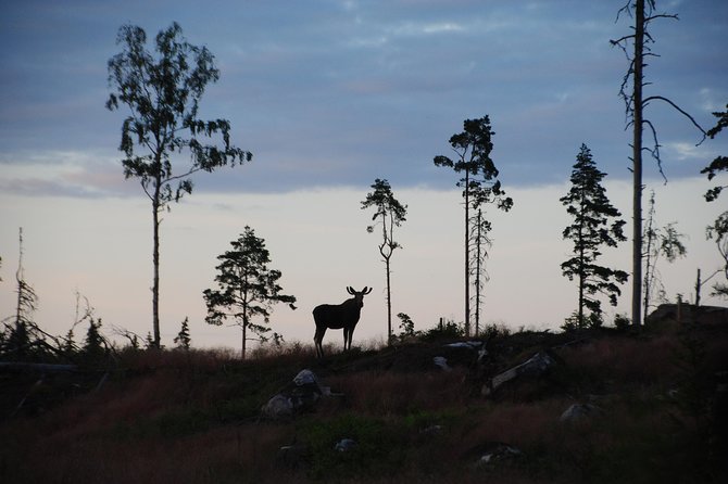 Moose safari in the wild Sweden Tiveden - Key Things I’d Pay Attention To