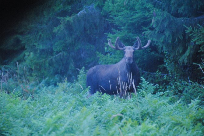 Moose safari in the wild Sweden Tiveden - The Wet Woodland Track Walk, How You Learn to Spot Moose Signs