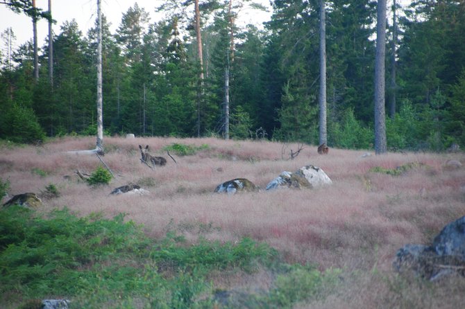 Moose safari in the wild Sweden Tiveden - The Minivan Moose Safari Around Tived and Tiveden National Park
