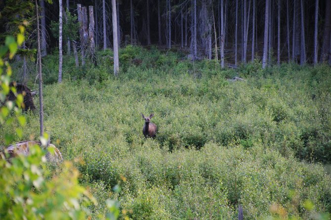 Moose safari in the wild Sweden Tiveden - Guide David’s Style, Why the Evening Feels Comfortable Even in Cold Weather