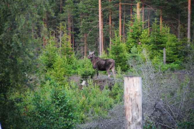 Moose safari in the wild Sweden Tiveden - What to Pack for a Wet-Woods Evening in Sweden