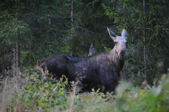 Moose safari in the wild Sweden Tiveden - Your Outdoor Dinner Start, Where the Forest Becomes the Teacher