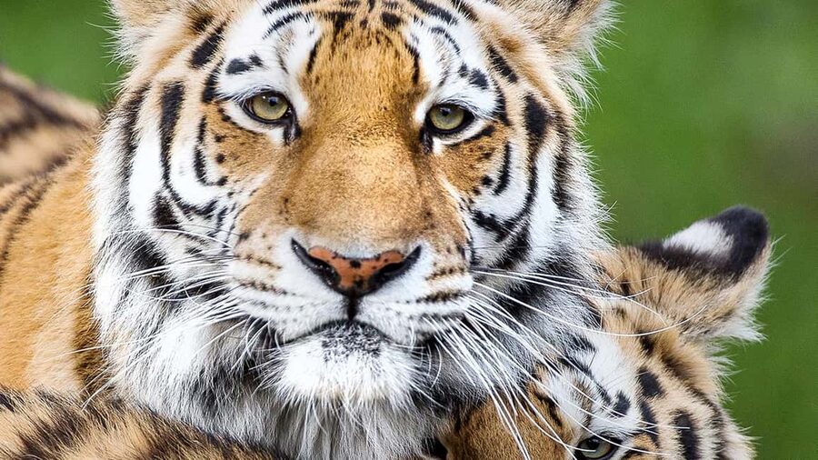 Nordens Ark Entry Ticket - Why Nordens Ark feels different: animal-first enclosures