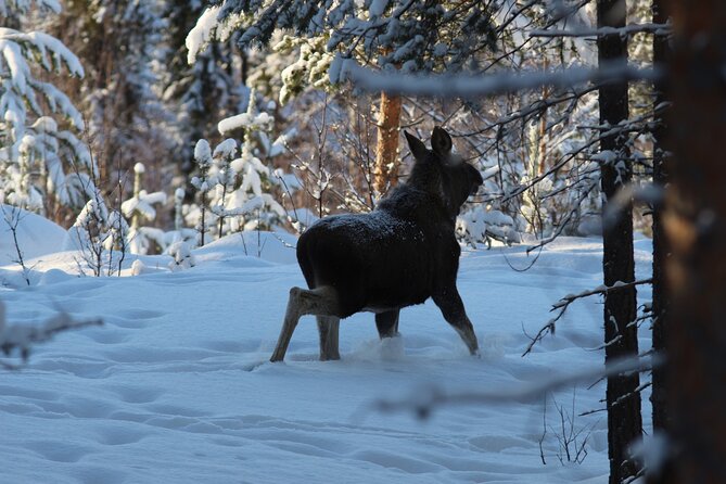 Private snowmobile day tours - Vuollerim Snowmobile Days, the practical way to enjoy Lapland