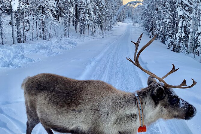 Private snowmobile day tours - Between frozen lakes and taiga: how the terrain keeps changing