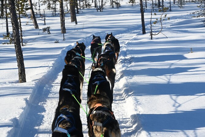Sit Back and Relax Morning Husky Tour - Getting geared up: warm clothes, safety basics, and dog sled rhythm