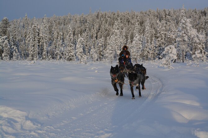 Sit Back and Relax Morning Husky Tour - Price and value: is $182.12 worth it in Swedish Lapland?