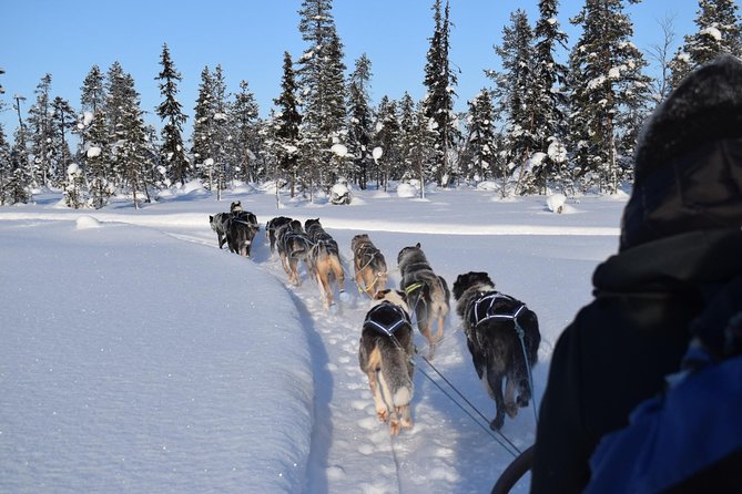 Sit Back and Relax Morning Husky Tour - The ride itself: 6 km out, 7 km back, and a pause in a teepee by the fire