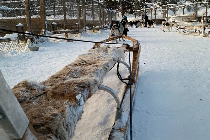 Sit Down Husky Ride Dog Sled Tour in Kiruna - The route: forest turns, frozen lakes, and the wildlife bonus