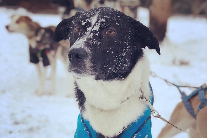 Sit Down Husky Ride Dog Sled Tour in Kiruna - The lavvu stop: hot drinks, homemade cake, and dog cuddles
