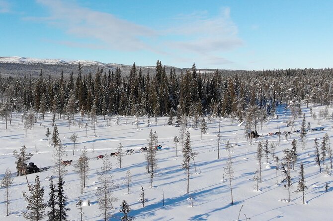 Sit Down Husky Ride Dog Sled Tour in Kiruna - Who this Kiruna husky tour fits best